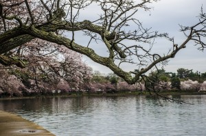 cherry-blossom-festival-716180_1280